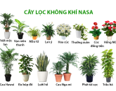 31 loại cây lọc không khí tốt nhất từ Nghiên cứu về không khí sạch của NASA