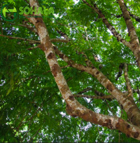 Cây Sấu bắc