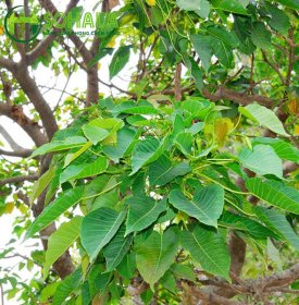 Cây Mã đậu - Vông đồng