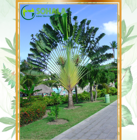 Cây Chuối rẻ quạt