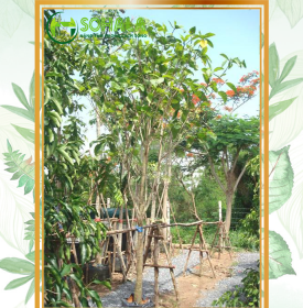 Cây dành dành thái