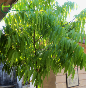 Cây Hoàng Nam