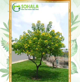 Cây Muồng hoa vàng