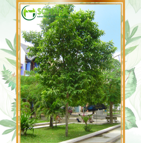 Cây Ngọc lan trắng