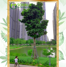 Cây Sảng nam bộ