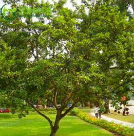 Cây Hồng Xiêm - Sapoche
