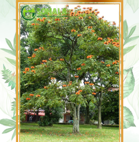Cây Sò đo cam - Đỉnh Phượng Hoàng