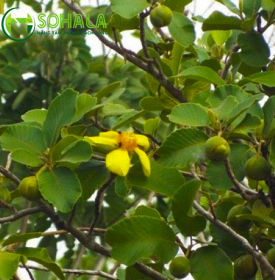 Cây Sổ Xoan