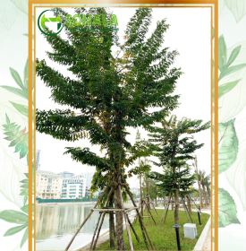 Cây Sưa trắng - Thàn mát hoa trắng
