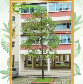 Cây Sao đen