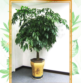 Cây Hạnh Phúc gốc