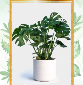 Cây Trầu bà Monstera