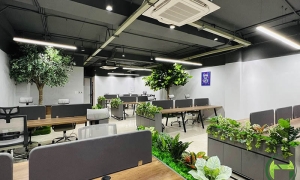 Cây Cảnh Trang Trí Nội Thất tại Quận 7