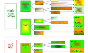 Các biểu hiện thiếu dinh dưỡng ở cây trồng
