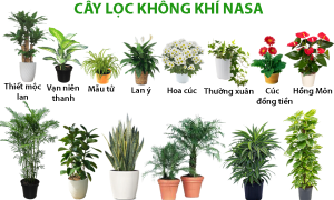 31 loại cây lọc không khí tốt nhất từ Nghiên cứu về không khí sạch của NASA