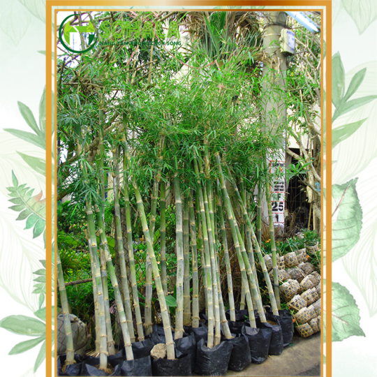 Cây cảnh trồng ngoài trời: tre xanh