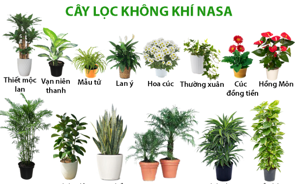 31 loại cây lọc không khí tốt nhất từ Nghiên cứu về không khí sạch của NASA