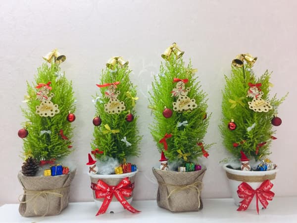 Cây Cảnh Trang Trí Noel - Cây Tùng Thơm