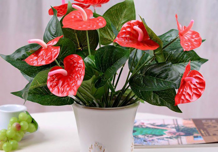 Cây Cảnh Trang Trí Noel - Cây Hồng Môn Đỏ