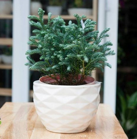 Cây Cảnh Trang Trí Noel - Cây Tuyết Tùng