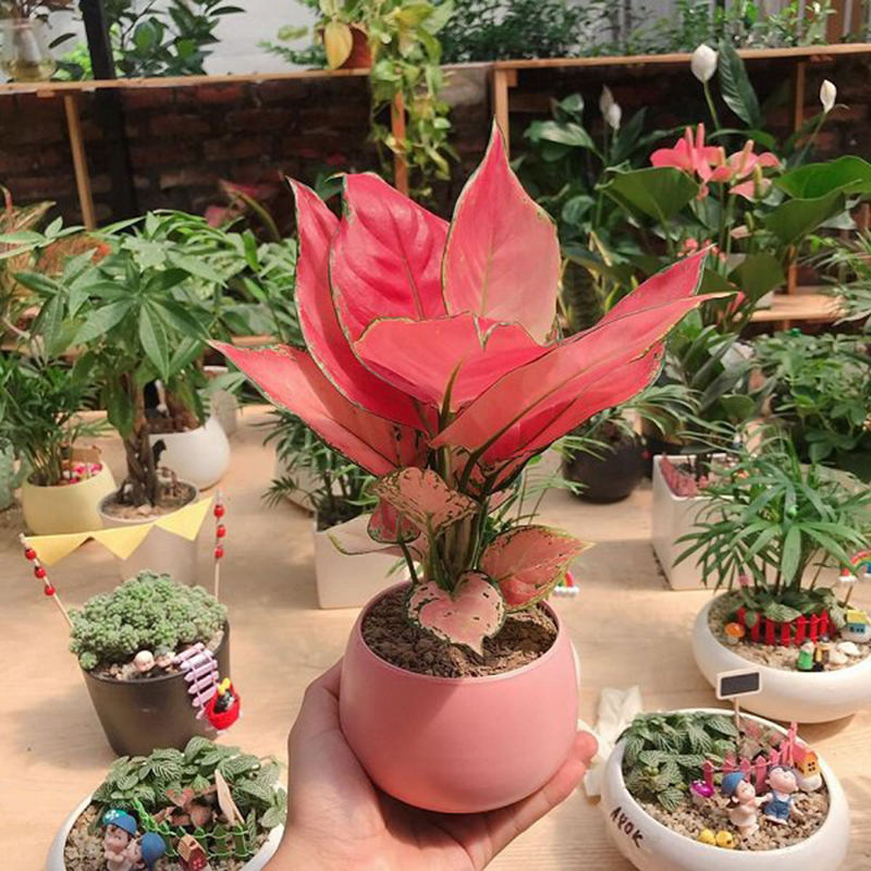 Cây Cảnh Trang Trí Noel - Cây Vạn Lộc