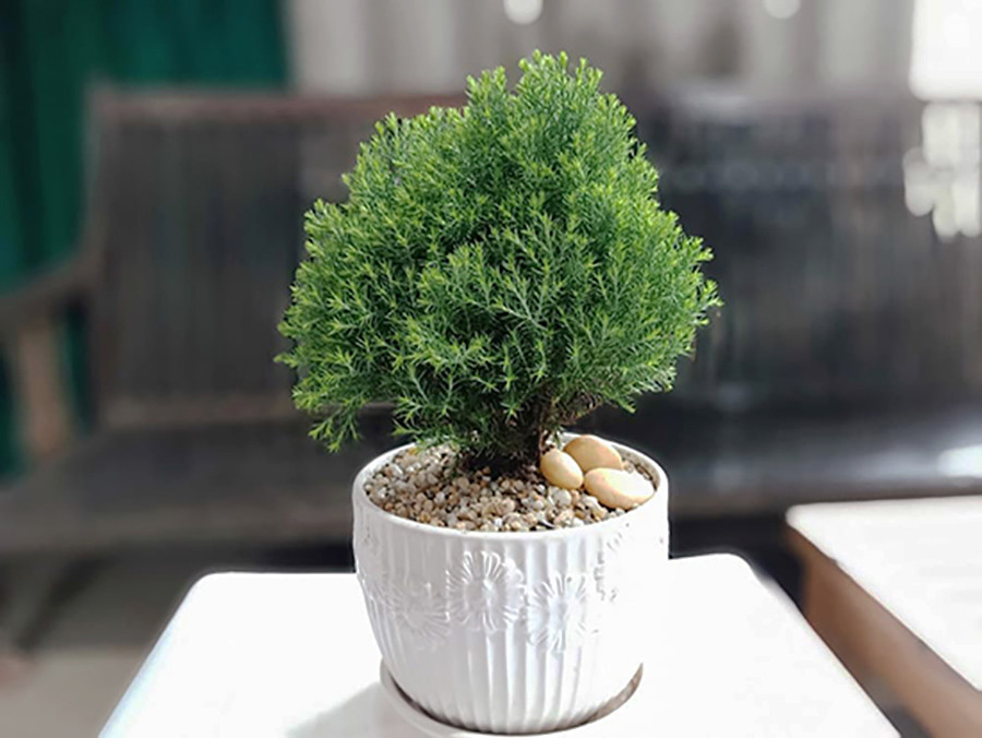 Cây Cảnh Trang Trí Noel - Cây Tiên Tùng