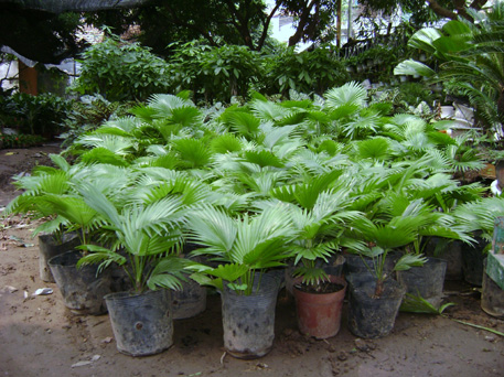 Cây Cọ ta trong vườn ươm của Sohala