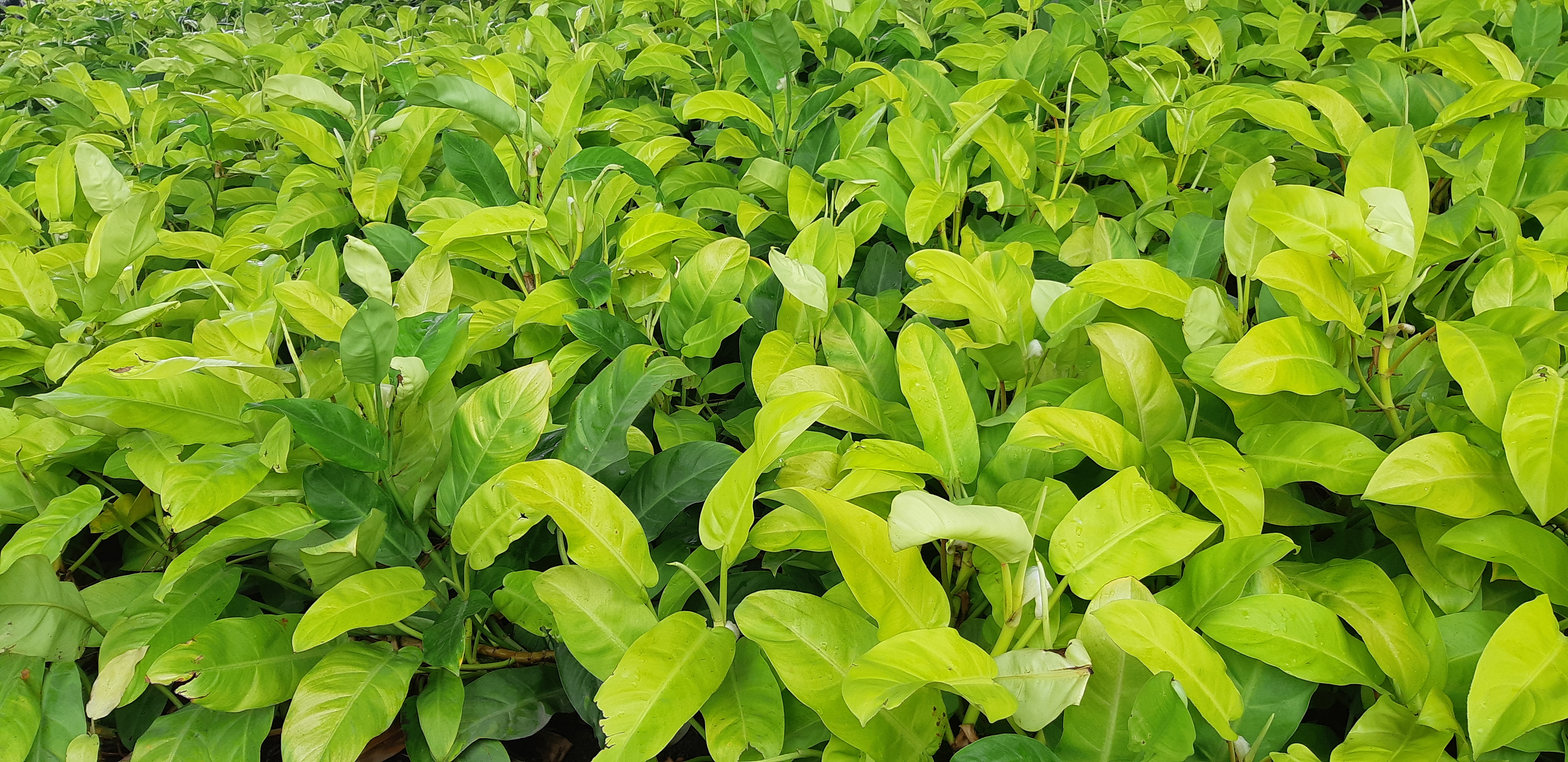 Lá Trầu bà vàng