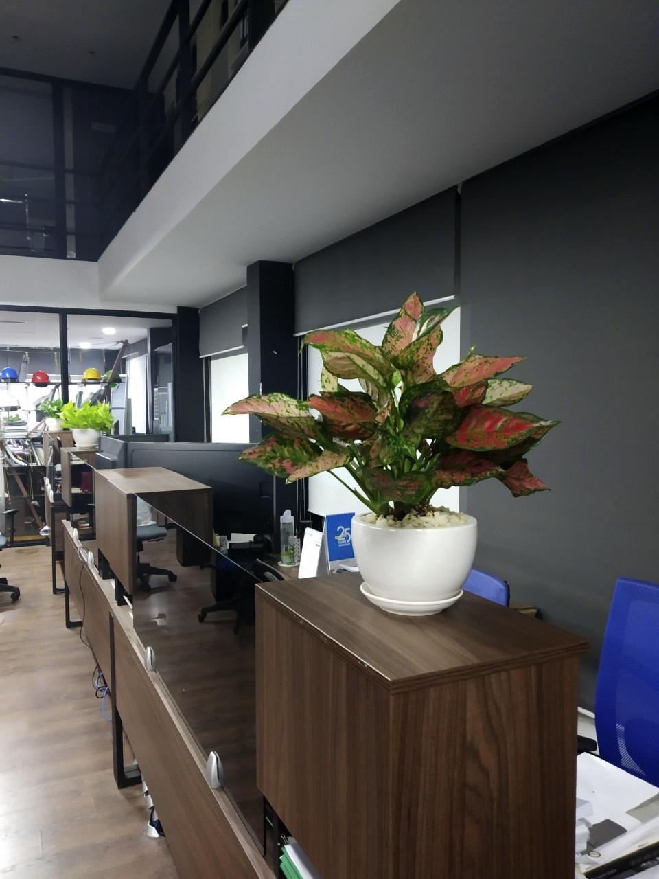 Cây Vạn lộc trang trí văn phòng