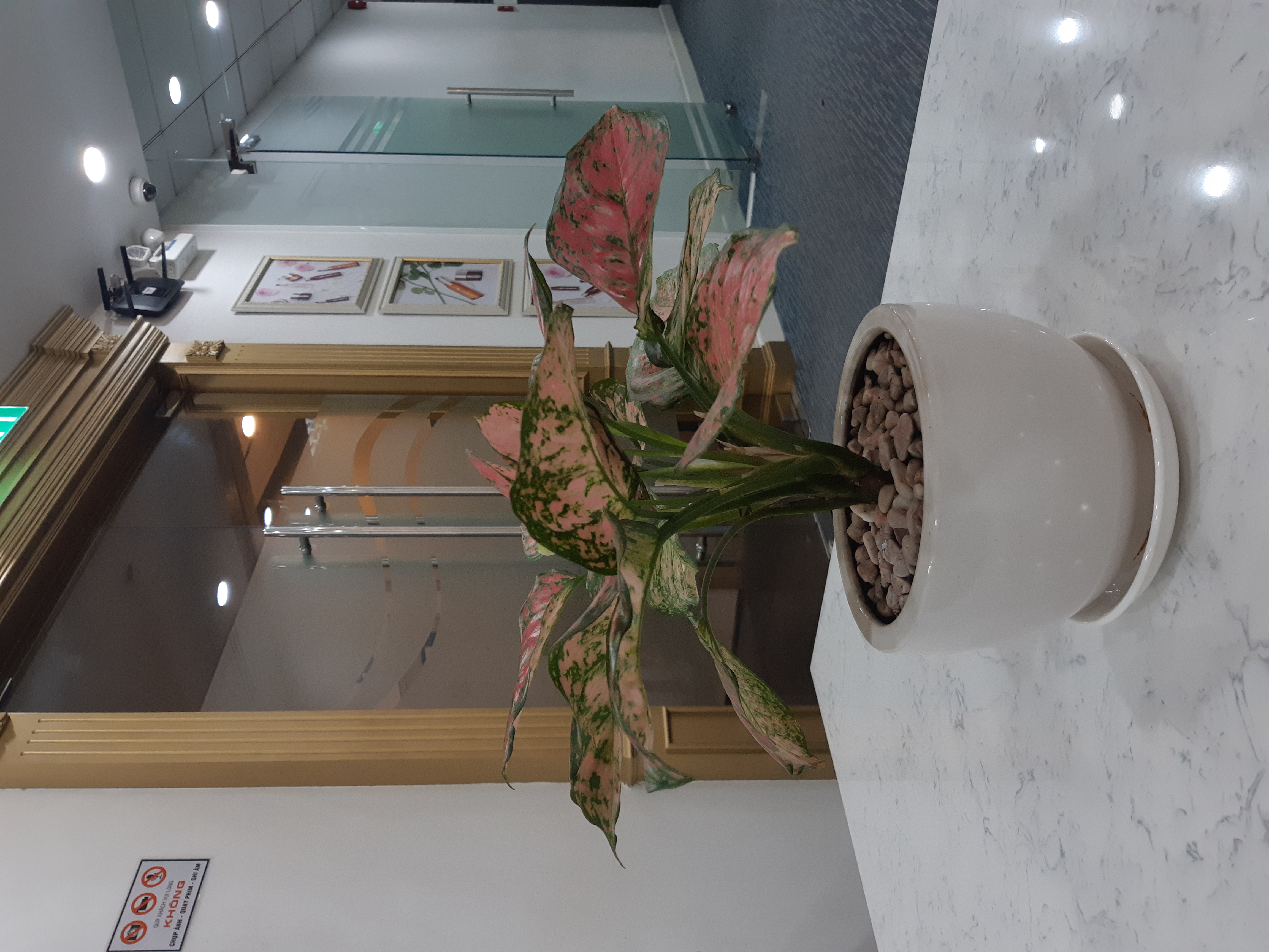Cây Vạn lộc để bàn