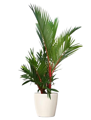 Đặc điểm hình thái cây Cau bẹ đỏ