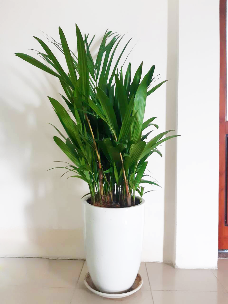 Cây được dùng trưng bày nội thất