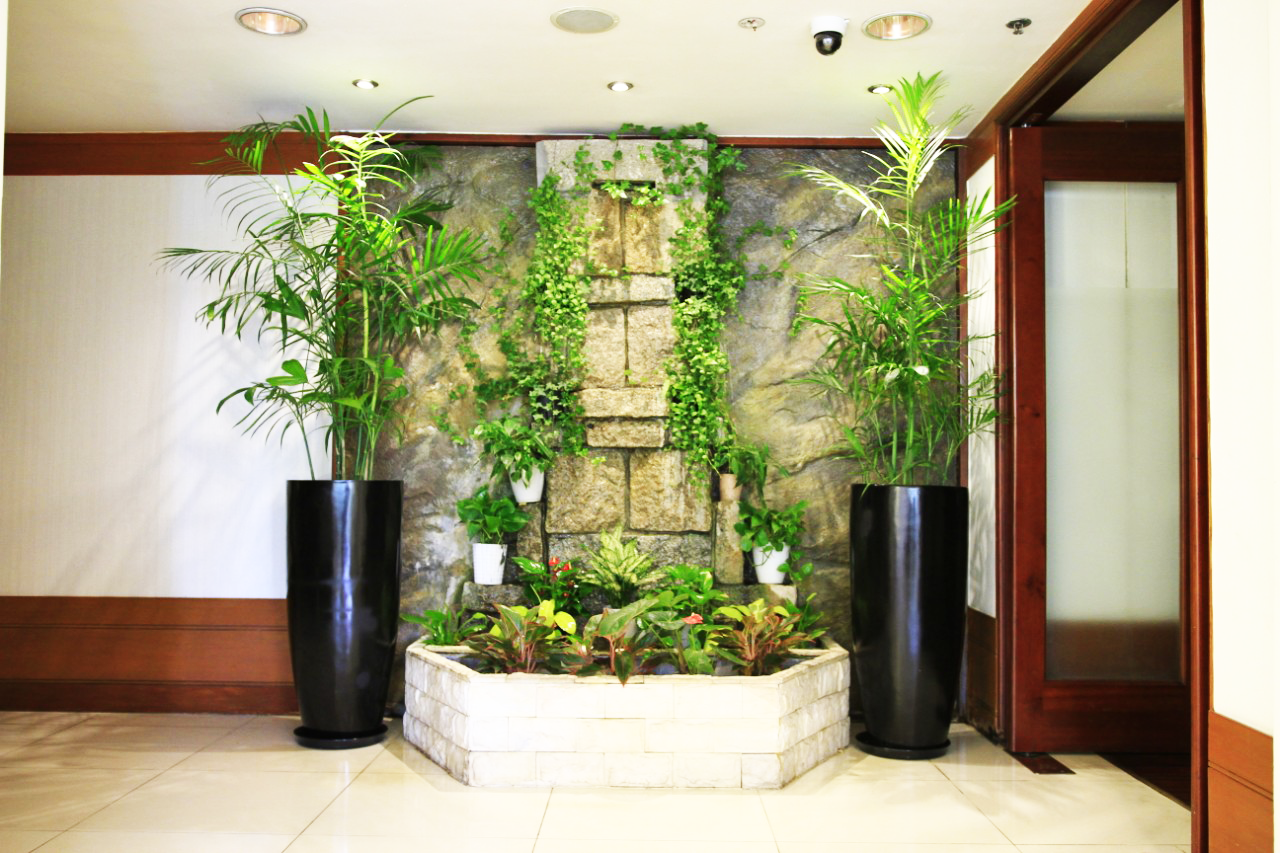 Cây mang lại may mắn cho gia chủ