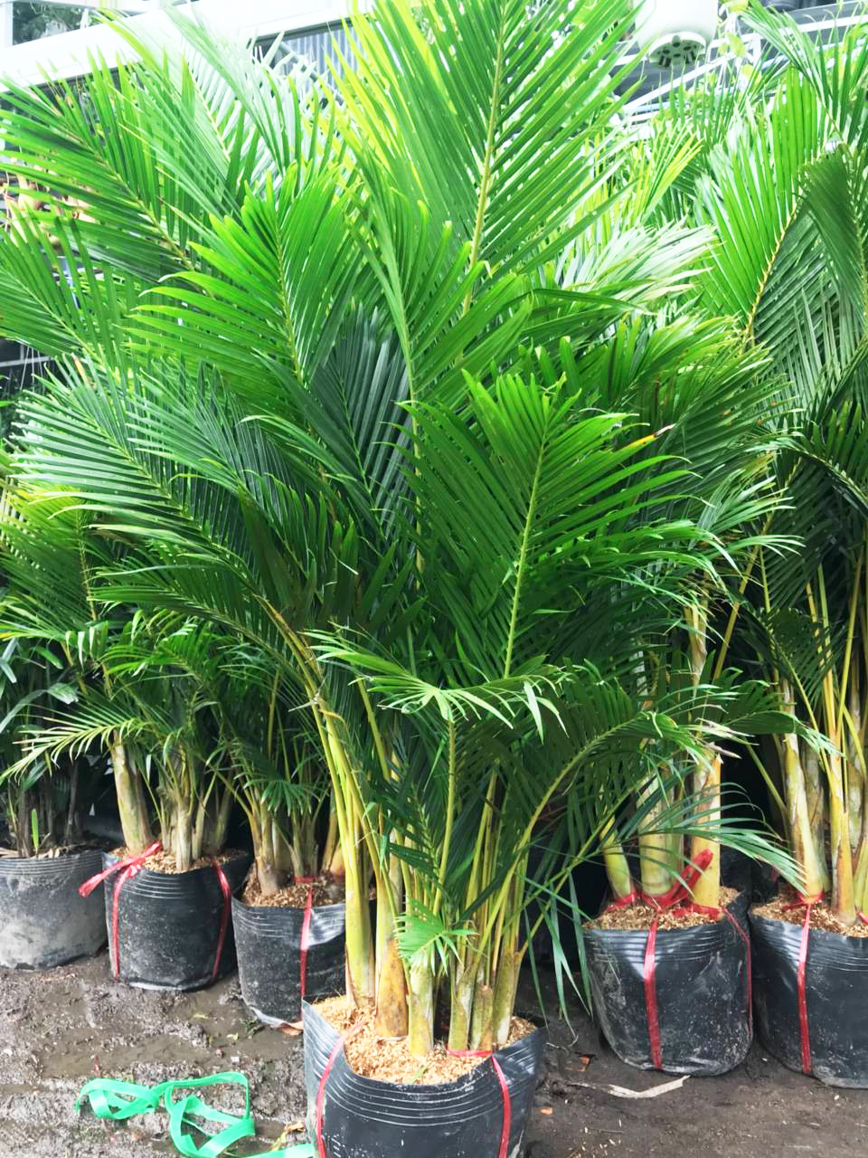 Cau Nhật tại vườm ươm Sohala