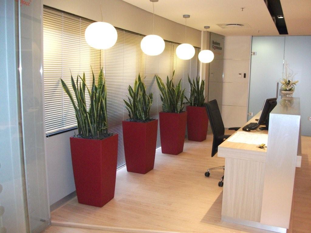 Cây Lưỡi hổ thanh lọc không khí