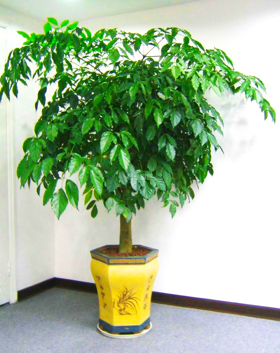 Chăm sóc cây Hạnh phúc gốc như thế nào?