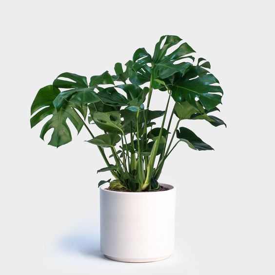 Đặc điểm cây Trầu bà Monstera