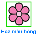 Hoa màu hồng