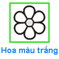 Hoa màu trắng