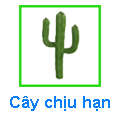 Cây Chịu hạn