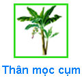 Thân mọc cụm