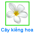 Cây Kiểng hoa