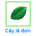 Cây lá đơn