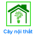 Cây Nội Thất