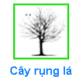 Cây Rụng lá