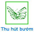 Thu hút bướm