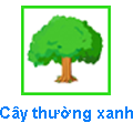 Cây Thường xanh