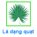 Lá dạng quạt