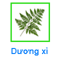 Dương xỉ