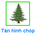 Tán hình chóp